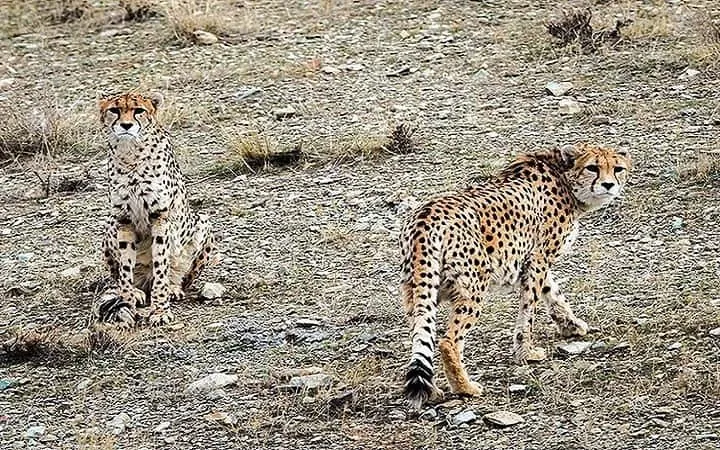 Iran merupakan rumah bagi Cheetah Asia