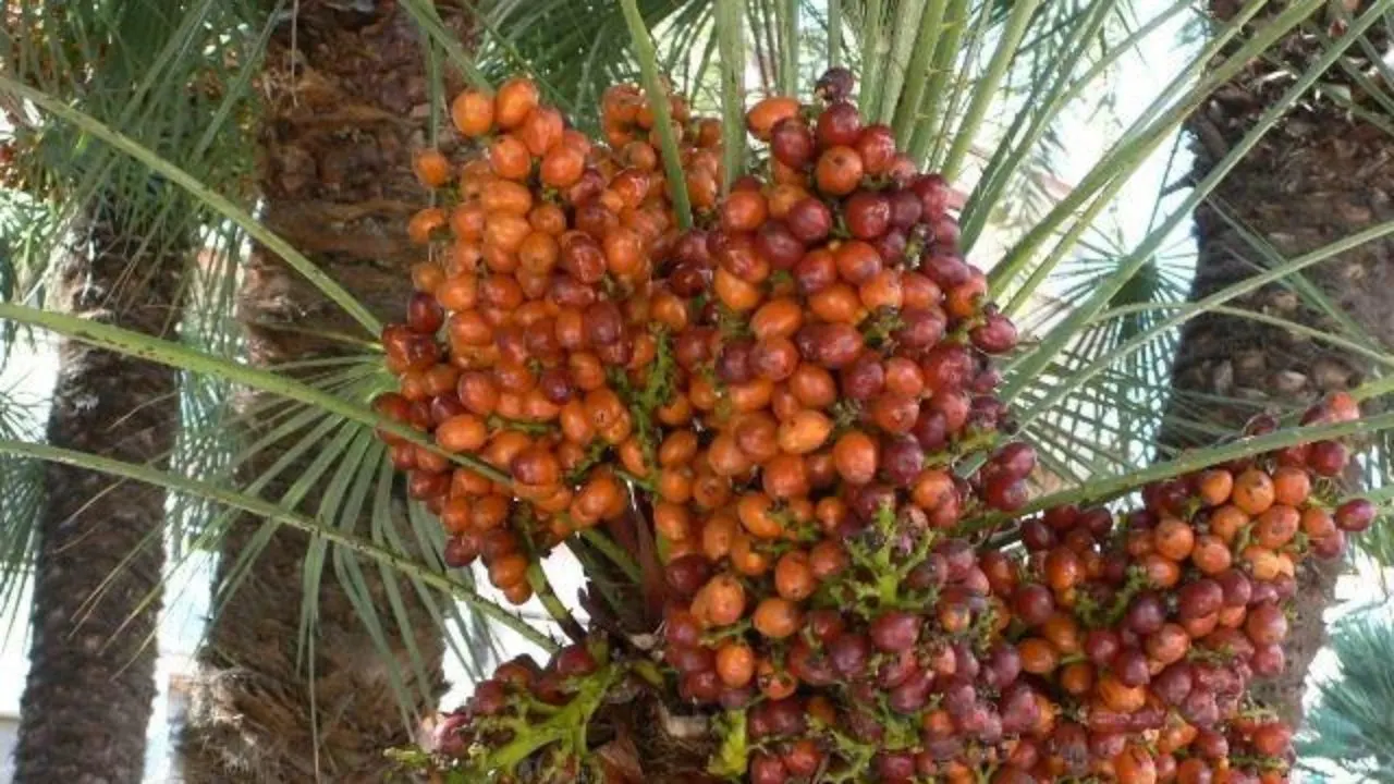 cara menanam kurma tunisia